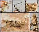 Inconspicuous Grasshopper - photo 4