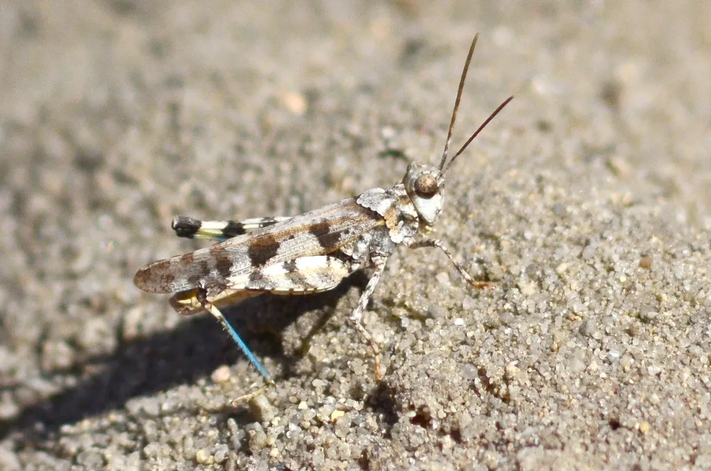 Zayante Sandhills Grasshopper - photo 2