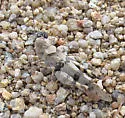 Inyo Grasshopper - photo 2