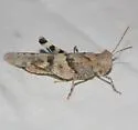 Inyo Grasshopper - photo 5