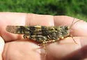 Broad-banded Grasshopper - photo 3