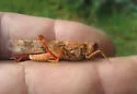 Broad-banded Grasshopper - photo 4