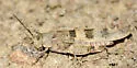 Broad-banded Grasshopper - photo 5