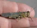 Inyo Blue-wing Grasshopper