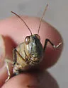 Inyo Blue-wing Grasshopper - photo 2