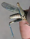 Inyo Blue-wing Grasshopper - photo 3