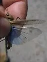 Inyo Blue-wing Grasshopper - photo 4