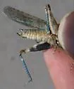 Inyo Blue-wing Grasshopper - photo 5
