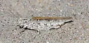 Seaside Grasshopper - Trimerotropis maritima