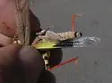 Seaside Grasshopper - photo 2