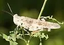 Seaside Grasshopper - photo 3