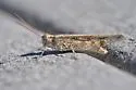 Seaside Grasshopper - photo 4