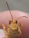 Seaside Grasshopper - photo 5