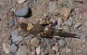 Black-winged Grasshopper - photo 2