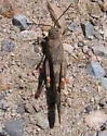 Black-winged Grasshopper - photo 3