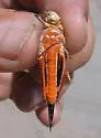 Black-winged Grasshopper - photo 4