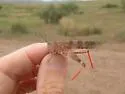 Black-winged Grasshopper - photo 5