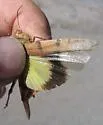 Modest Grasshopper