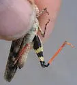 Modest Grasshopper - photo 2