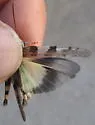 Modest Grasshopper - photo 3