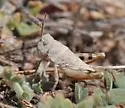 Modest Grasshopper - photo 4