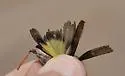 Modest Grasshopper - photo 5
