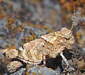 Occidental Grasshopper