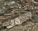 Occidental Grasshopper - photo 4