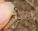 Occidental Grasshopper - photo 5