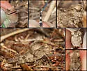 Trimerotropis occidentiloides