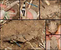 Trimerotropis occidentiloides - photo 2