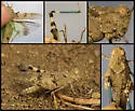 Trimerotropis occidentiloides - photo 4