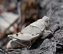 Lompoc Grasshopper - photo 2