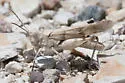 Lompoc Grasshopper - photo 3