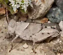 Lompoc Grasshopper - photo 5