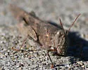 Trimerotropis pallidipennis-B