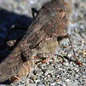 Trimerotropis pallidipennis-B - photo 2
