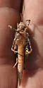Trimerotropis pallidipennis-B - photo 4