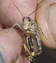 Trimerotropis pallidipennis-B - photo 5