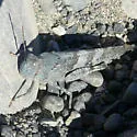 Trimerotropis pallidipennis-c