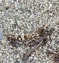 Trimerotropis pallidipennis-c - photo 4