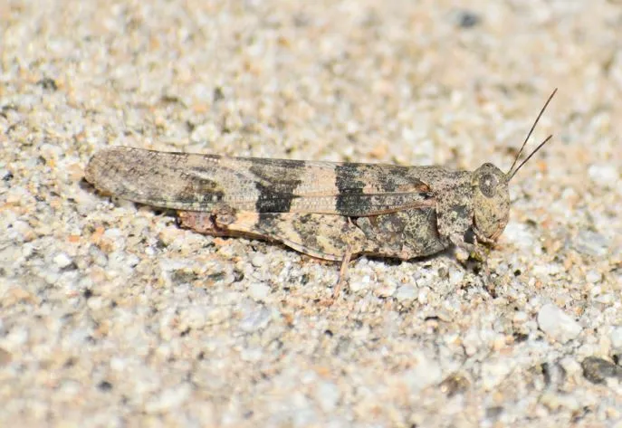 Pallid-winged Grasshopper