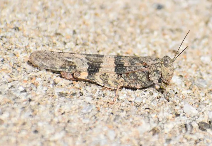 Pallid-winged Grasshopper - photo 2