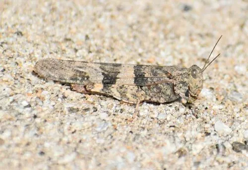 Pallid-winged Grasshopper - photo 3