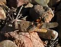 Barren Land Grasshopper