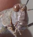 Barren Land Grasshopper - photo 3