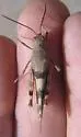 Barren Land Grasshopper - photo 4