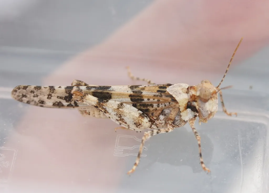 Caerulean-winged Grasshopper - photo 2