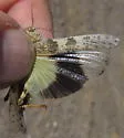 Alkali Grasshopper