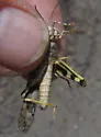 Alkali Grasshopper - photo 2